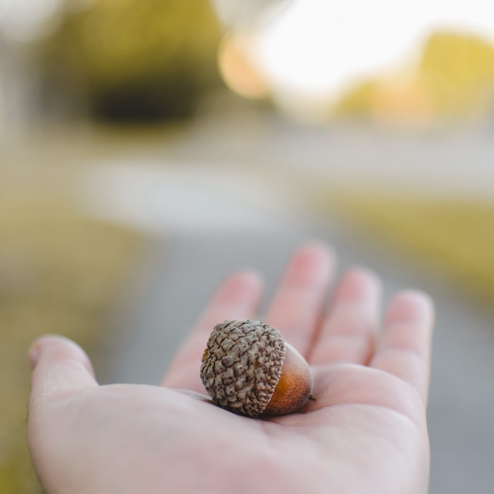 From Acorn to Oak: Nurturing Yourself When Life Gets Hard